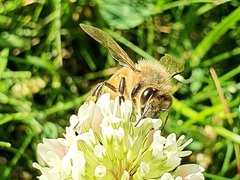 Apis mellifera