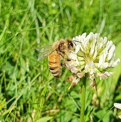 Apis mellifera