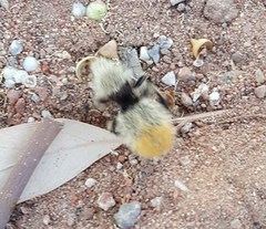 Dasymutilla magna