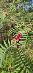 Grevillea caleyi