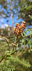 Grevillea caleyi