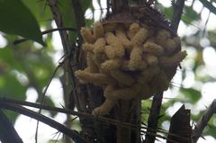 Astrocaryum mexicanum