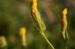 Crepis ramosissima