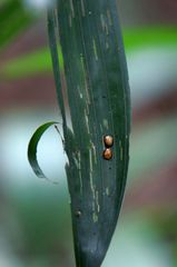 Calyptocephala marginipennis