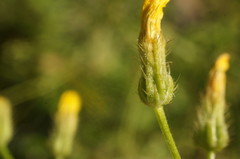 Crepis ramosissima