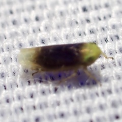 Polyamia apicata