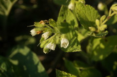 Symphytum tauricum