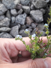Lappula squarrosa