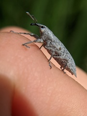 Lixus caudifer