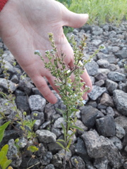 Lappula squarrosa