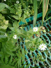 Stellaria aquatica