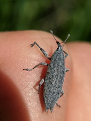 Lixus caudifer