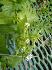Stellaria aquatica