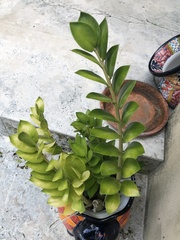 Zamioculcas