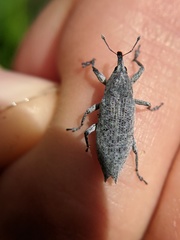 Lixus caudifer