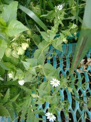 Stellaria aquatica