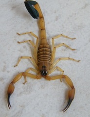 Tityus cylindricus