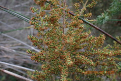 Erica leucopelta