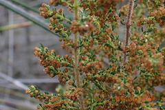 Erica leucopelta