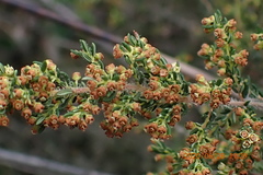 Erica leucopelta