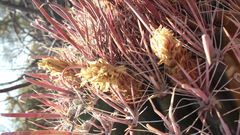 Ferocactus peninsulae