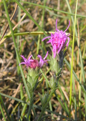 Liatris bracteata