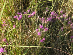 Liatris bracteata