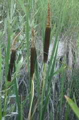 Typha shuttleworthii
