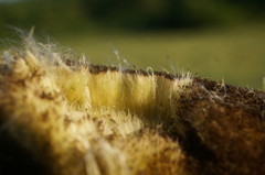 Typha shuttleworthii