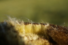 Typha shuttleworthii