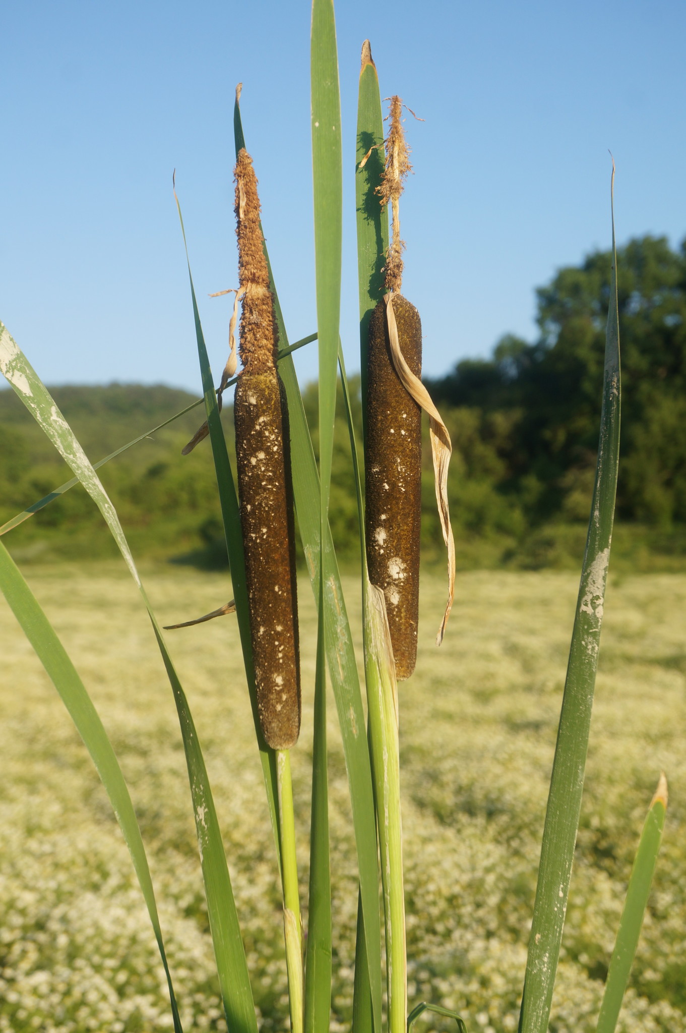 Typha shuttleworthii W.D.J.Koch & Sond.