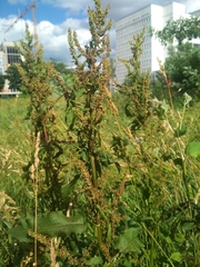 Rumex confertus