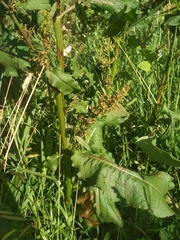 Rumex confertus