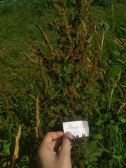 Rumex confertus