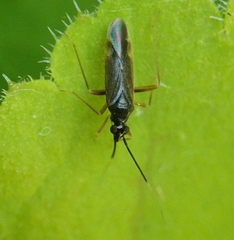 Orthonotus rufifrons