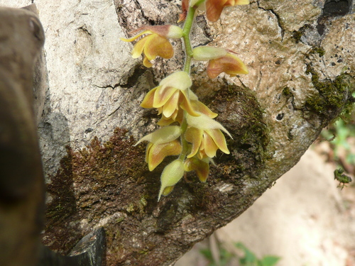 Polystachya affinis