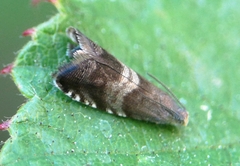 Strophedra nitidana