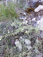 Thesium divaricatum