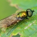 Chloromyia - Photo (c) Marie Lou Legrand, some rights reserved (CC BY-NC), uploaded by Marie Lou Legrand