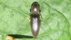 Agriotes fucosus