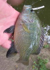 Lepomis cyanellus