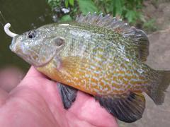 Lepomis