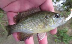 Lepomis cyanellus