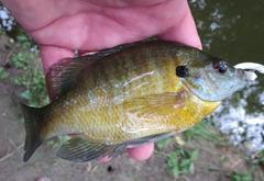 Lepomis macrochirus