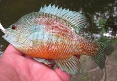 Lepomis