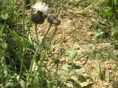 Centaurea scabiosa adpressa