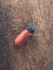 Bostrichus capucinus