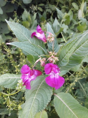 Impatiens glandulifera
