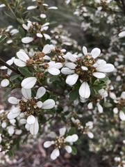 Spyridium spathulatum