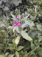 Impatiens glandulifera